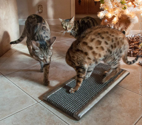 KITTY CAT TREADMILL