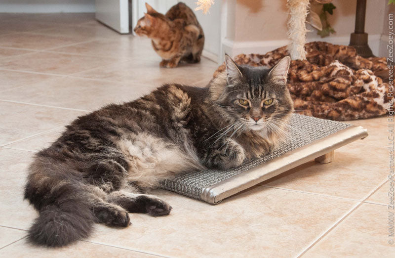 KITTY CAT TREADMILL