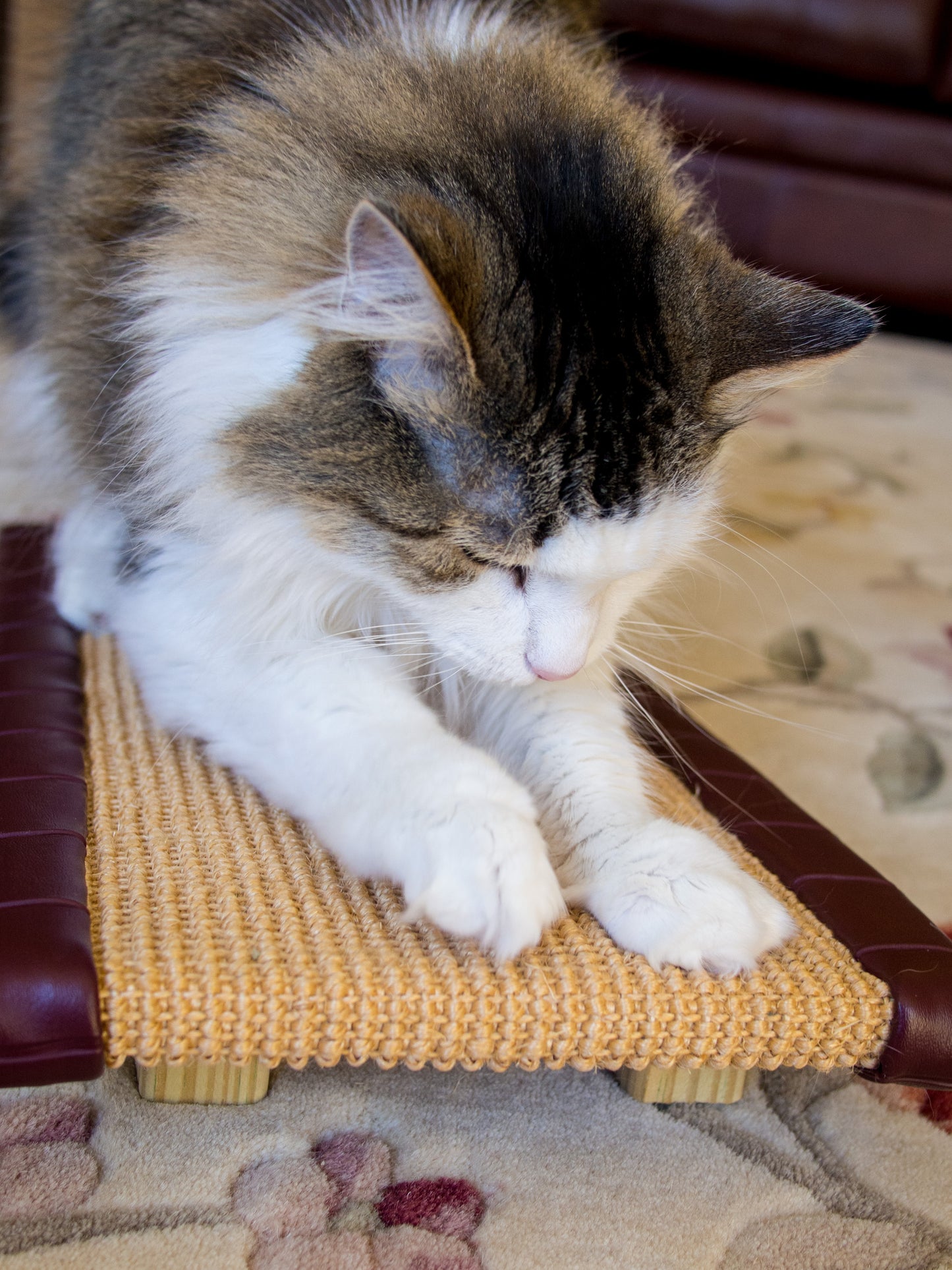 KITTY CAT TREADMILL