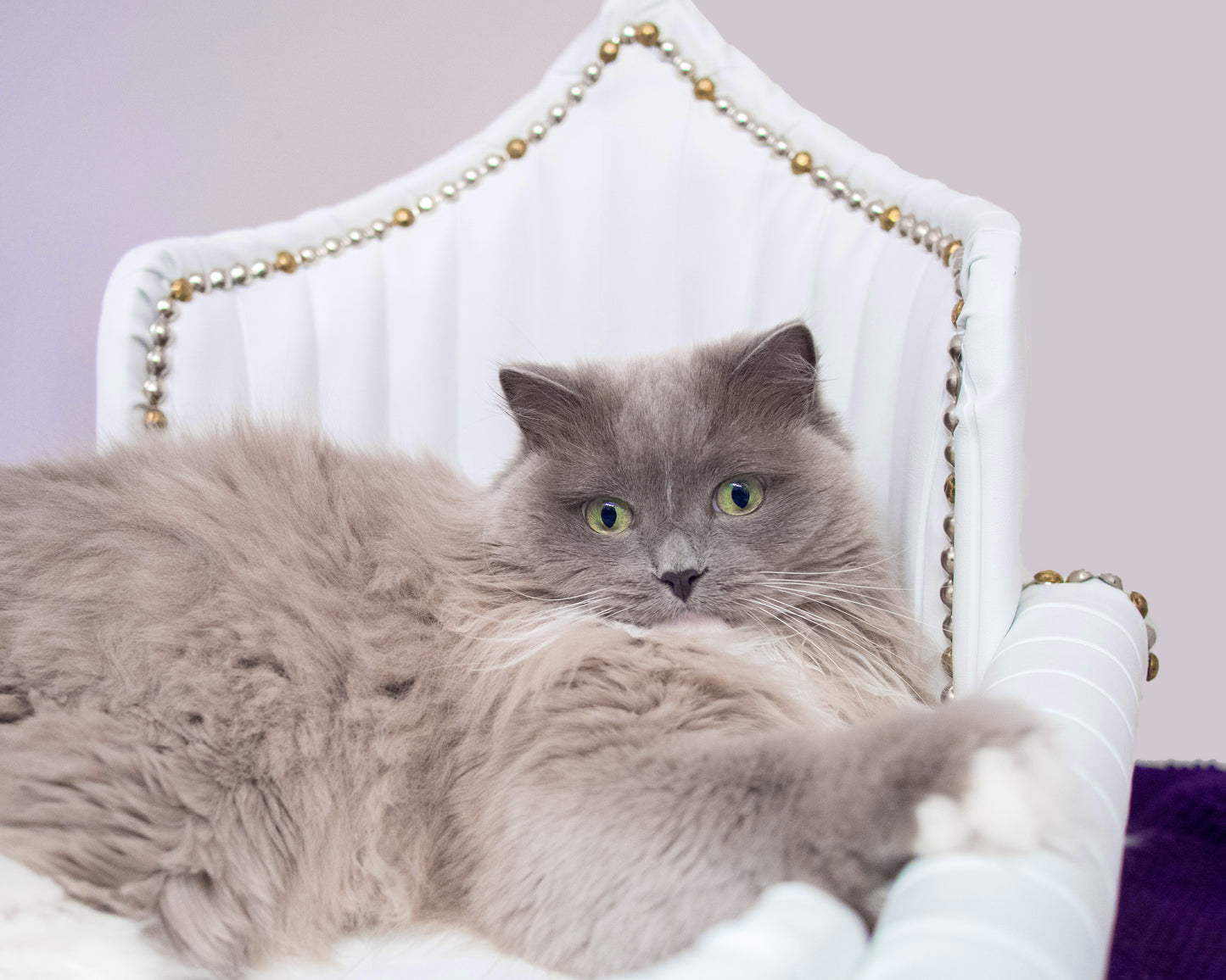 ROYAL DAVENPORT LUXURY PET BED