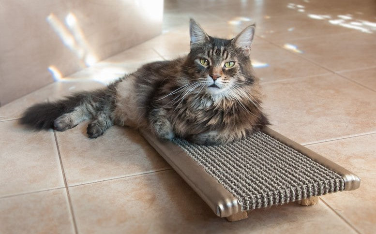 KITTY CAT TREADMILL